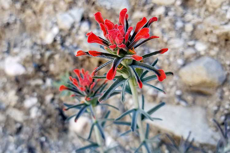 仿真树.jpg 仿真树