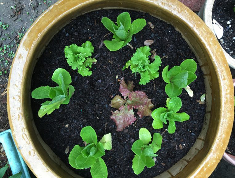 长叶莴苣.jpg 长叶莴苣