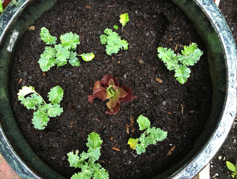 羽衣甘蓝.jpg 羽衣甘蓝