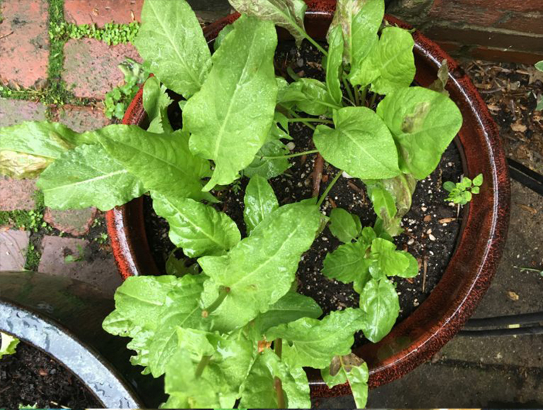 羽衣甘蓝.jpg 羽衣甘蓝