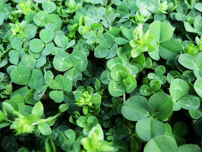 三叶草.jpg 三叶草