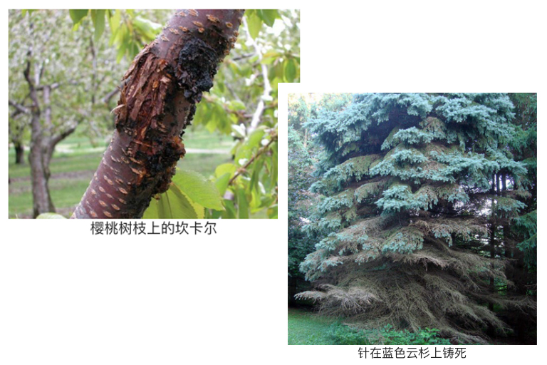 植物病害.jpg 植物病害