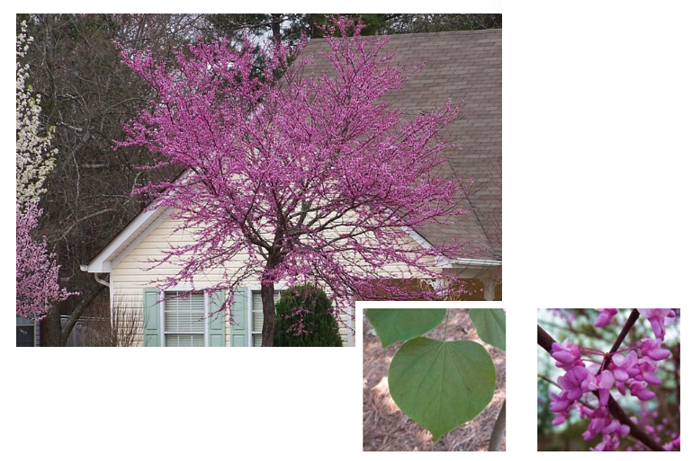 开花的树木.jpg 开花的树木