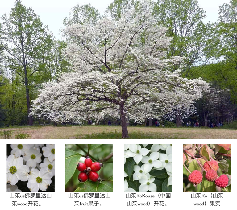 开花的树木.jpg 开花的树木