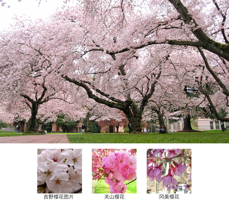 开花树木.jpg 开花树木