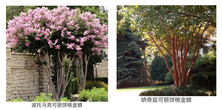 庭院怎么利用开花树木设计的更漂亮(下)