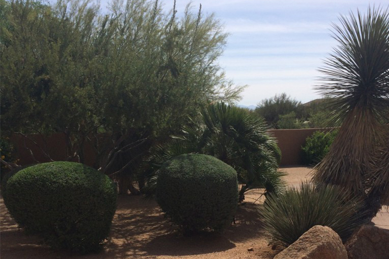 抗旱景观.jpg 抗旱景观