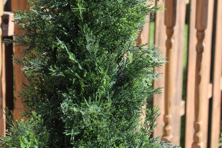 仿真树.jpg 仿真树