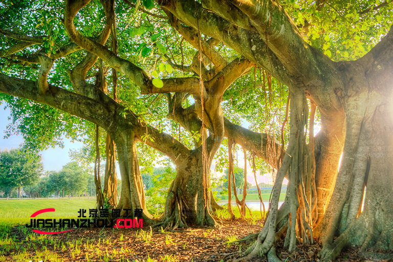 仿真树.jpg 仿真树