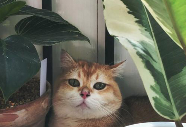 仿真树.jpg 仿真树