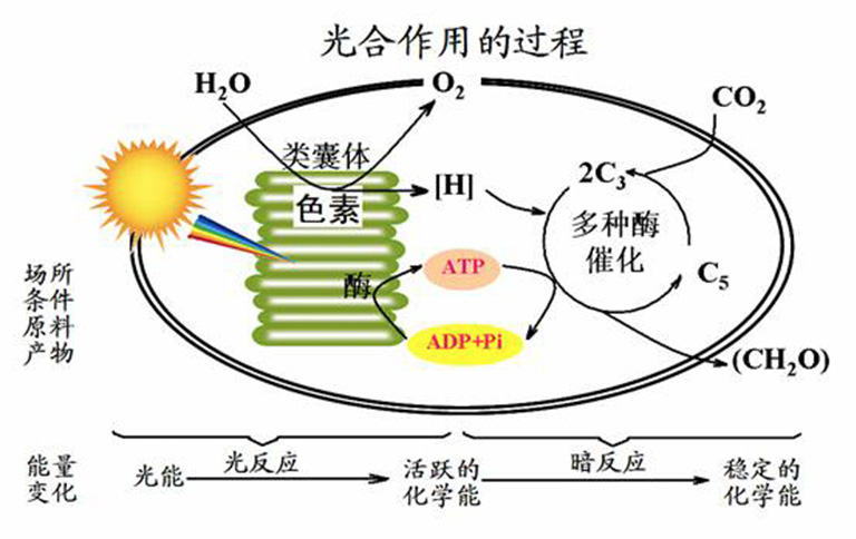 真树养护之树木光合作用的重要性光合作用使地球上的生命成为可能-新