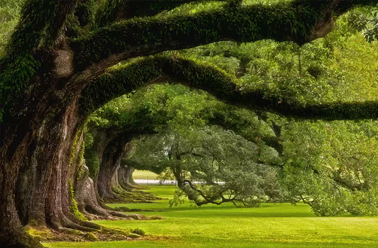 17种常见北美橡木更多知识信息就在仿真树厂家北京淡水河谷