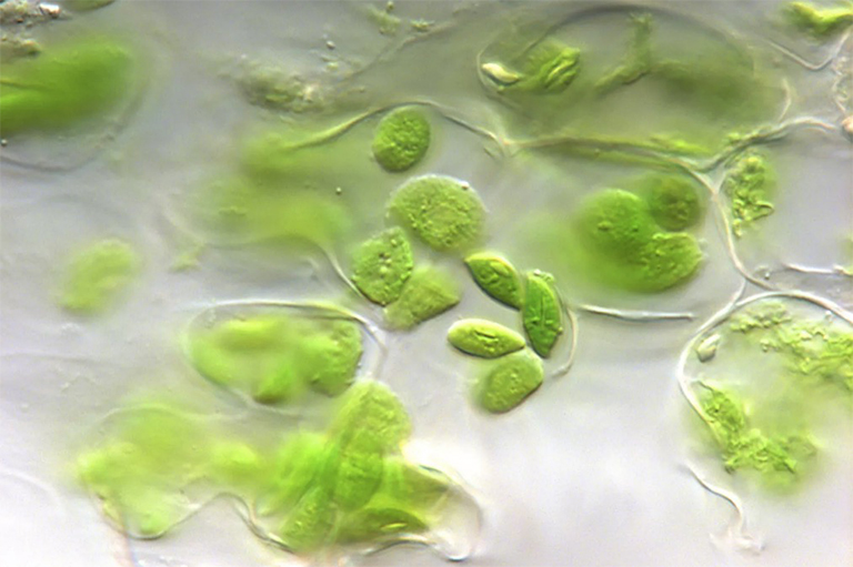 叶绿体在光合作用中的作用