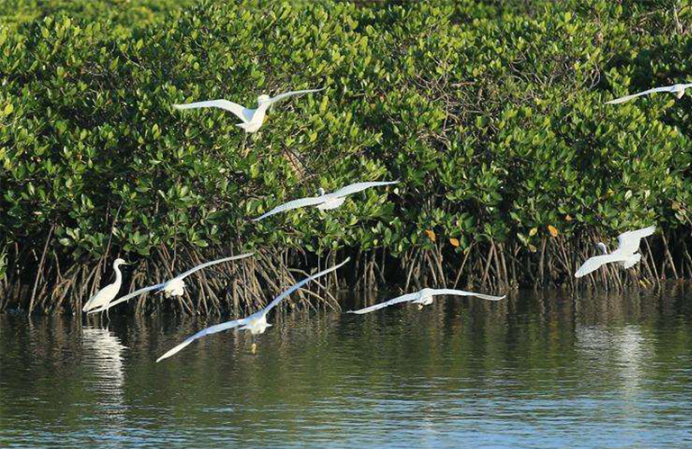 陆地生物群落丛林