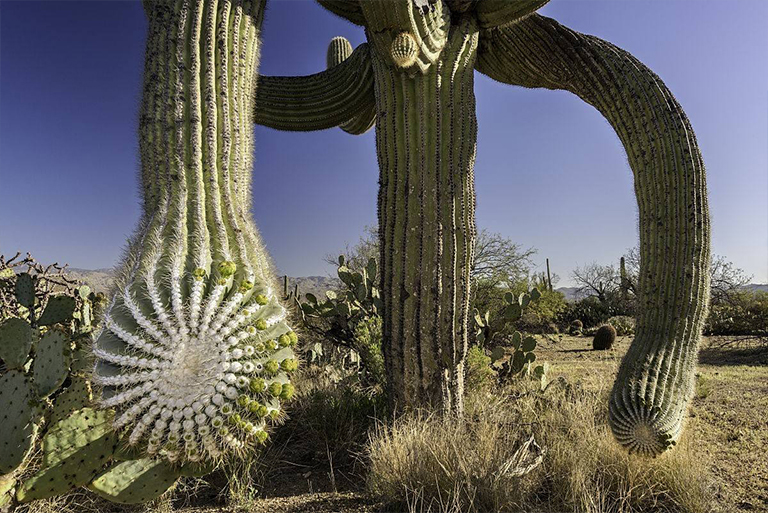 沙漠植物百科全书-巨柱仙人掌