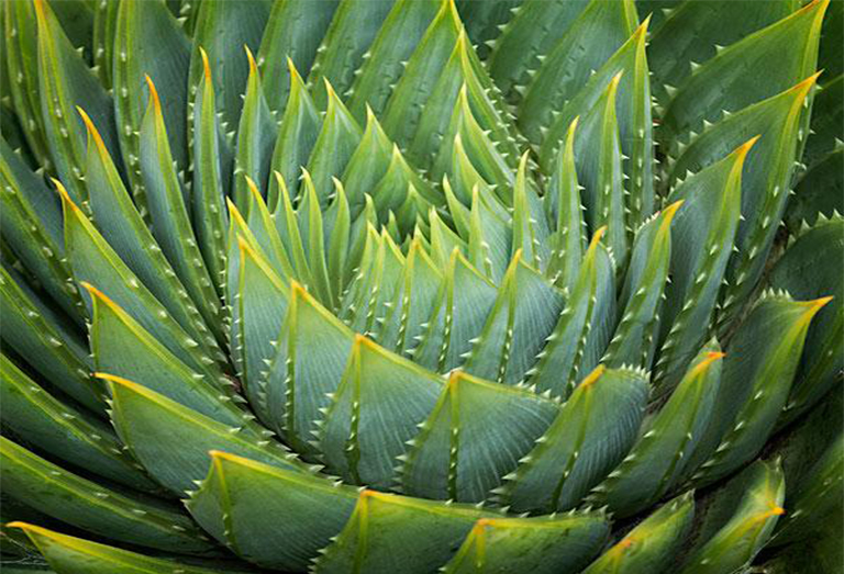 景观植物龙舌兰的历史和驯化